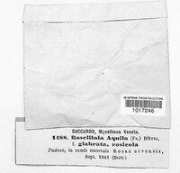 Rosellinia aquila image